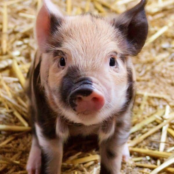 picture of a baby pig shown to emphasize going vegan for animals