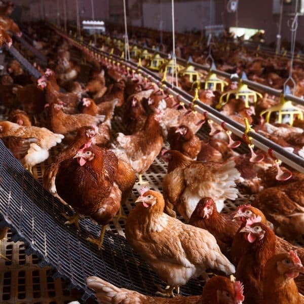 picture of chickens in a crowded factory farm to show example of animal density