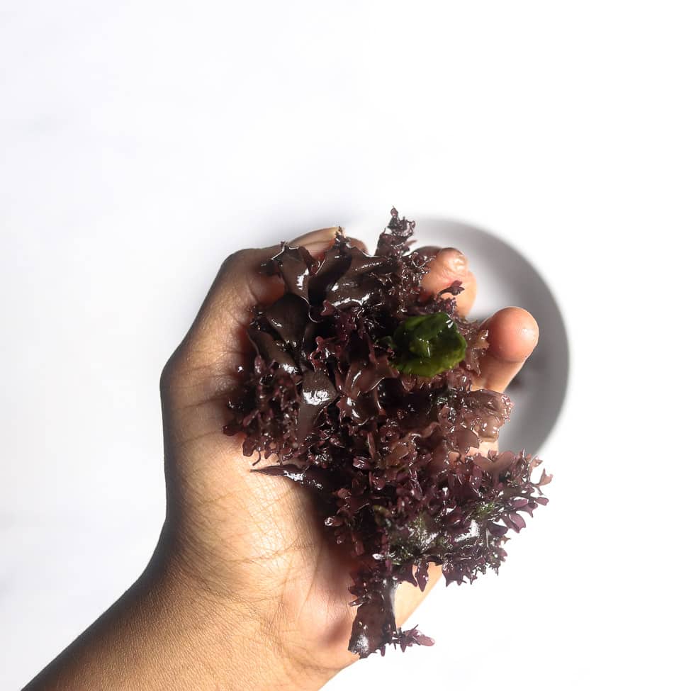 holding hydrated Irish Moss in my hand