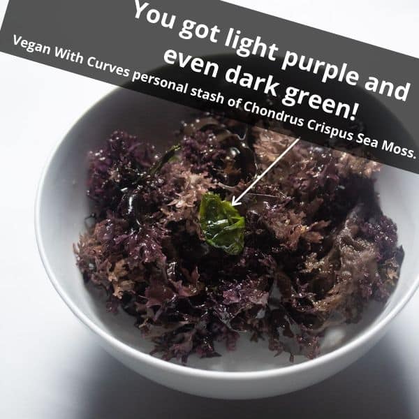 graphic of purple Chondrus Crispus Irish Moss in a white bowl with a spec of green moss