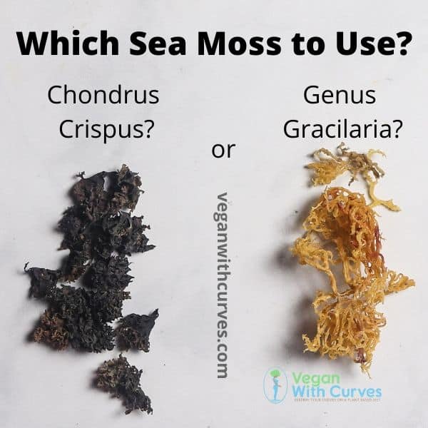 graphic of two different types of sea moss; purple Irish Moss and Gold Sea Moss