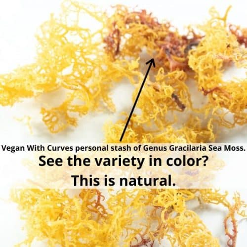 The 2 Main Different Types of Sea Moss - Vegan With Curves