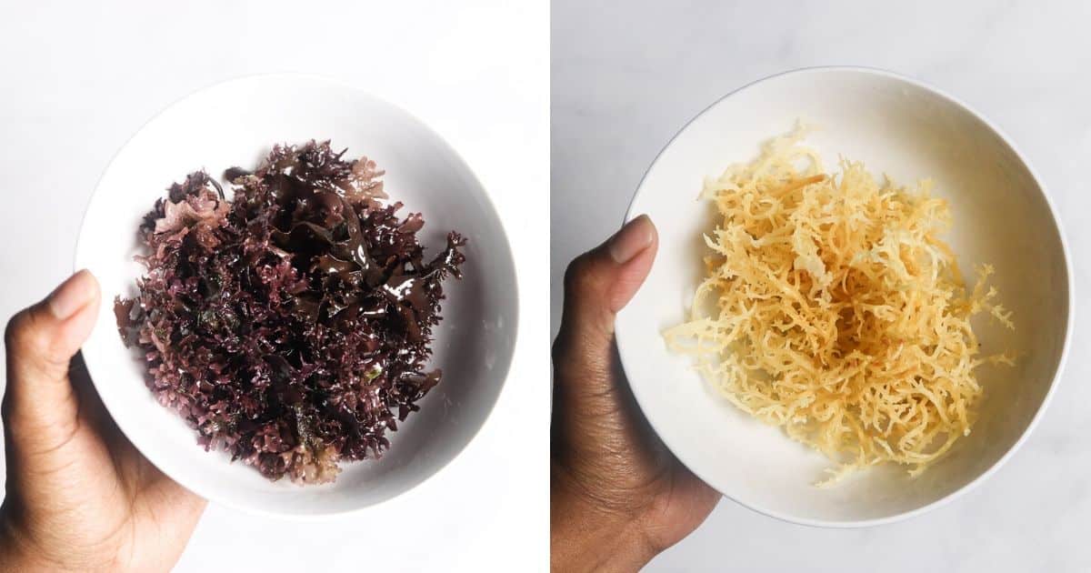 Real Vs. Fake Sea Moss: How To Tell The Difference – Super Sea Moss