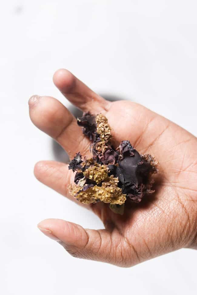 dried Chondrus Crispus being held